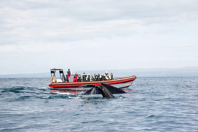 Big Whales & Puffins RIB boat tour from Húsavík - Leaving Húsavík for Skjálfandi Bay