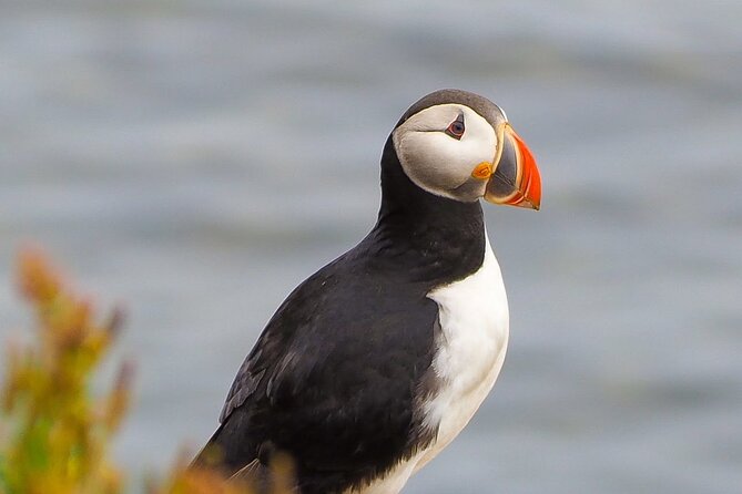Big Whales & Puffins RIB boat tour from Húsavík - Lundey, the puffin stop, and the summer calendar