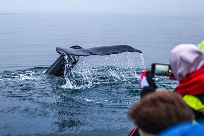 Big Whales & Puffins RIB boat tour from Húsavík - Tjörnes Peninsula and its two-million-year-old fossils