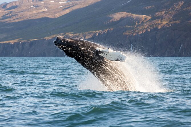 Big Whales & Puffins RIB boat tour from Húsavík - Cold suits, rough water, and the real comfort level