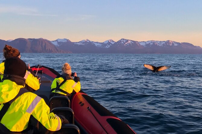 Big Whales & Puffins RIB boat tour from Húsavík - Is $203.16 a fair price for two hours?