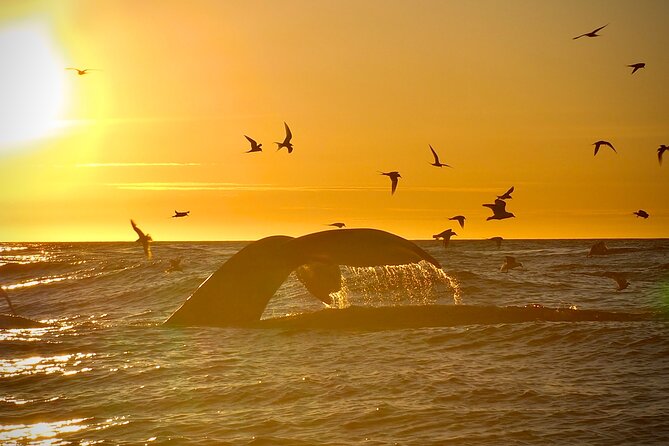 Big Whales & Puffins RIB boat tour from Húsavík - Who will enjoy this tour most?