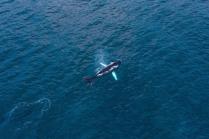 Big Whales & Puffins RIB boat tour from Húsavík - Humpbacks, minke whales, dolphins, and porpoises
