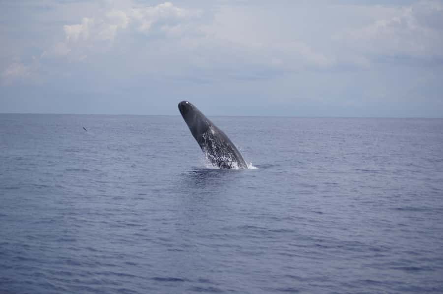 Black River: Dolphin Swim and Whale Watching by Speedboat - Dolphins first, whales second, reef snorkeling last