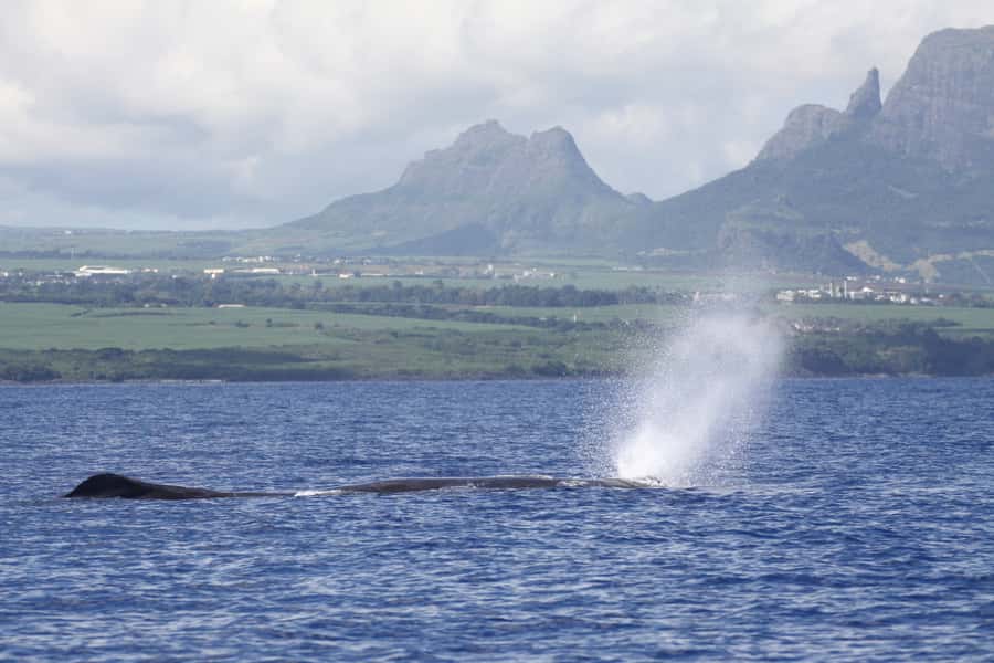 Black River: Dolphin Swim and Whale Watching by Speedboat - Swimming with spinner and bottlenose dolphins
