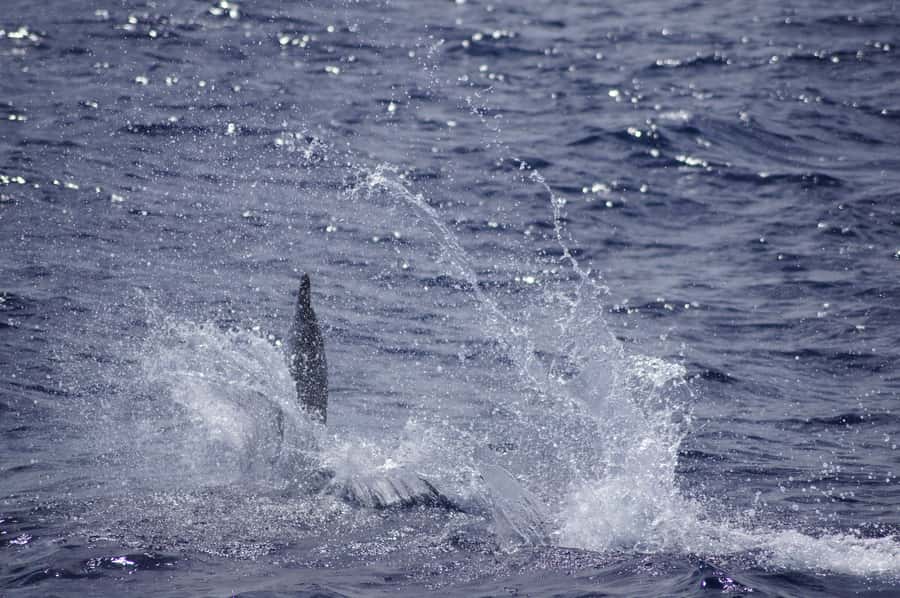Black River: Dolphin Swim and Whale Watching by Speedboat - Is $129 good value for five hours?