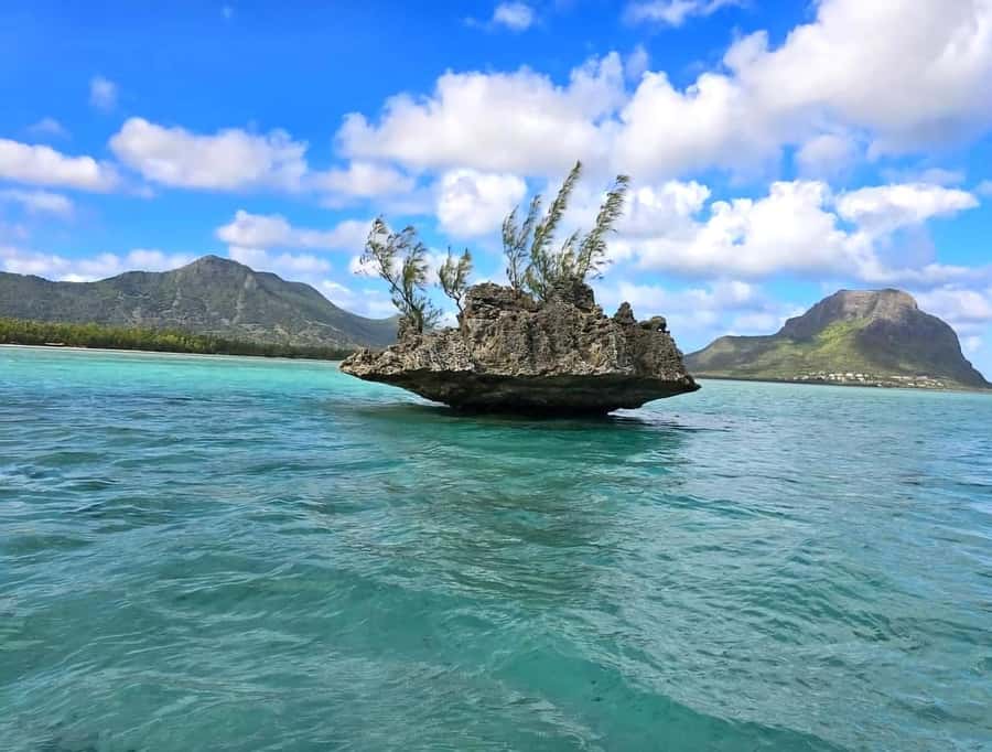 Black River: Swim with Dolphin Speed Boat Tour with lunch - Dolphins in the open sea, not a guaranteed performance