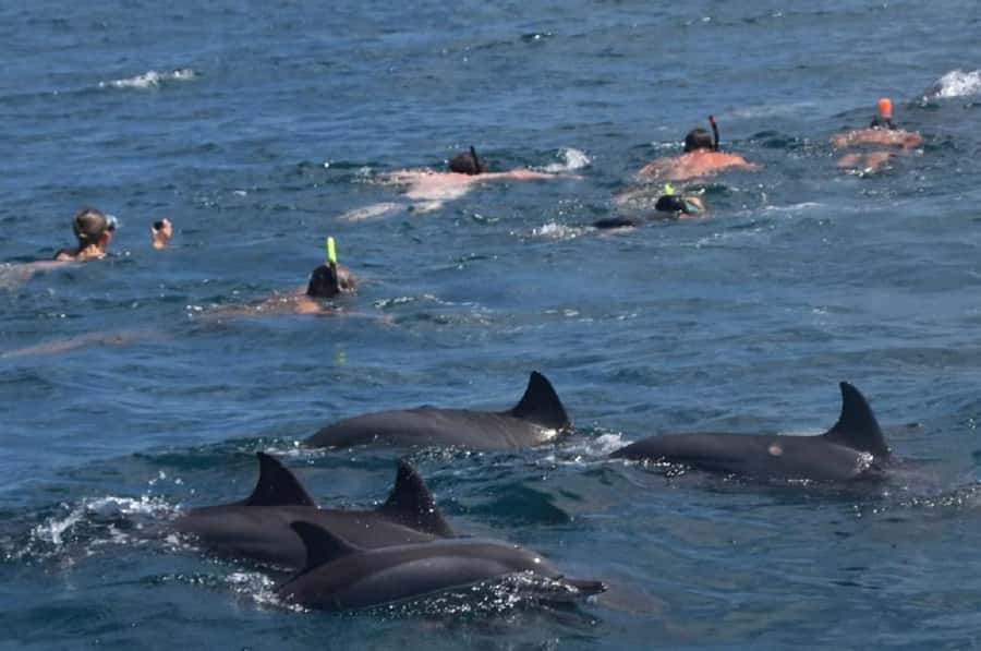 Black River: Swim with Dolphin Speed Boat Tour with lunch - Île aux Bénitiers: BBQ, beach, and a slower pace