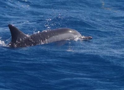 Black River: Swim with Dolphin Speed Boat Tour with lunch