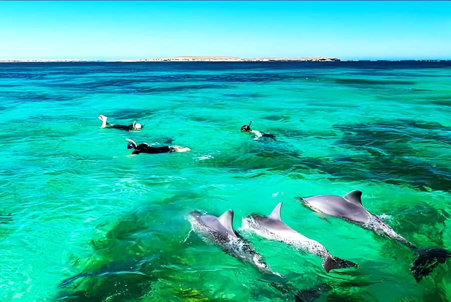 Black River: Swim with Dolphin Speed Boat Tour with lunch - What the 390-minute schedule feels like