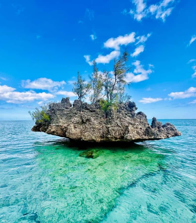 Black River: Swim with Dolphin Speed Boat Tour with lunch - Is $74 good value?