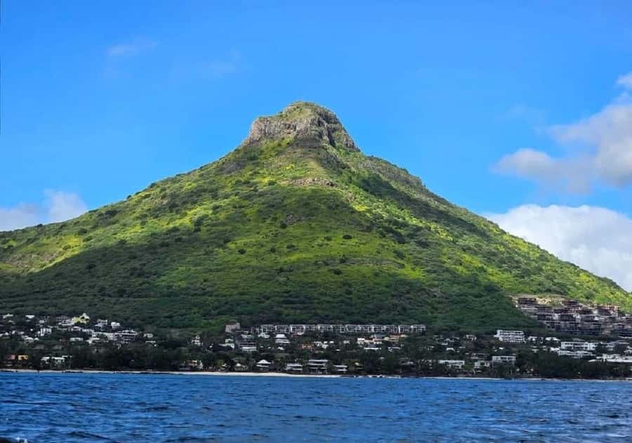Black River: Swim with Dolphin Speed Boat Tour with lunch - Who should book this day on the water?