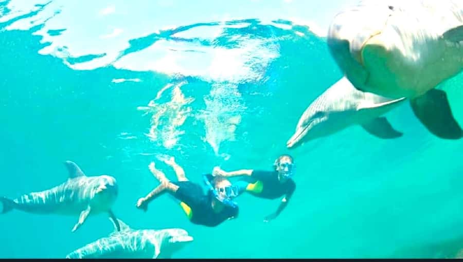 Black River: Swim with Dolphin Speed Boat Tour with lunch - Should you book it?