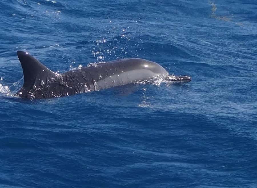 Black River: Swim with Dolphin Speed Boat Tour with lunch - Crystal Rock and the Le Morne view