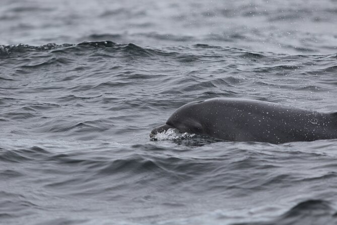 Blasket Island Sea Life Rib Tour, - How to dress and prepare