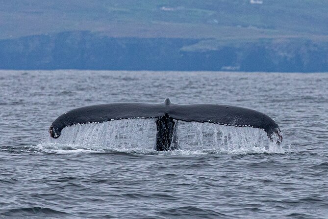 Blasket Island Sea Life Rib Tour, - Who will enjoy this trip most