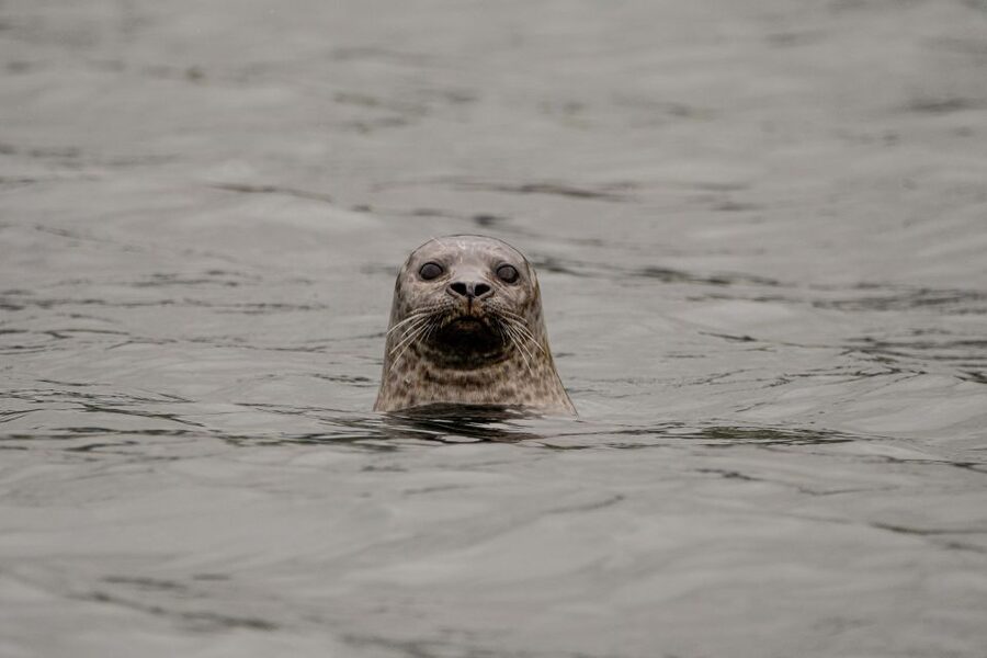 Bleik: Whale Watching by Speedboat with Puffins and Muffins - Key points to know before you go