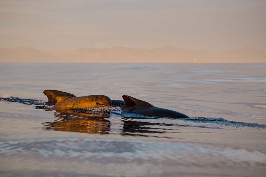Bleik: Whale Watching by Speedboat with Puffins and Muffins - Why Bleik is a strong place for whale watching