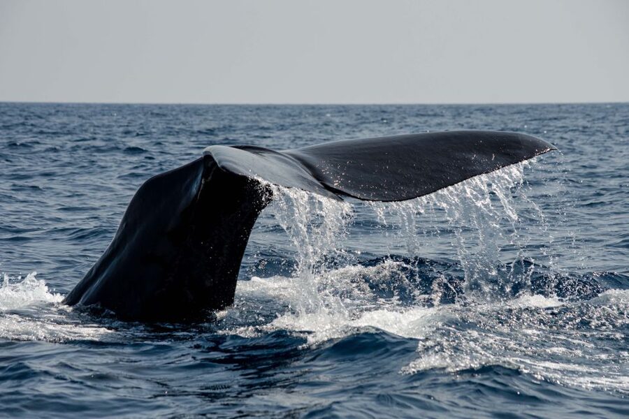 Bleik: Whale Watching by Speedboat with Puffins and Muffins - Puffins, eagles, and the coastal bird life