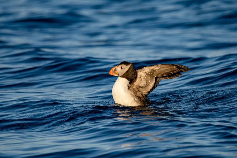 Bleik: Whale Watching by Speedboat with Puffins and Muffins - What the 3.5-hour schedule really means