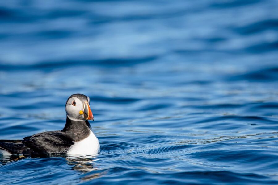 Bleik: Whale Watching by Speedboat with Puffins and Muffins - The small RIB advantage, with one practical drawback