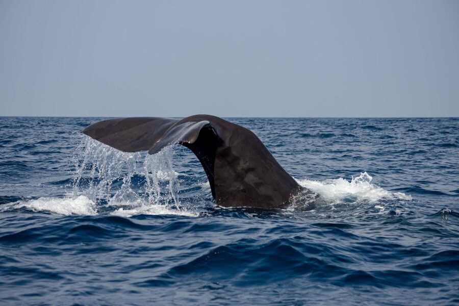 Bleik: Whale Watching by Speedboat with Puffins and Muffins - Guides, photos, and the human side of the trip