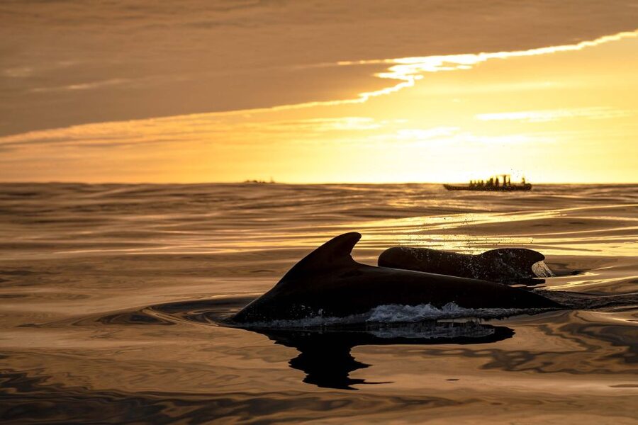 Bleik: Whale Watching by Speedboat with Puffins and Muffins - Is $199 a fair price?