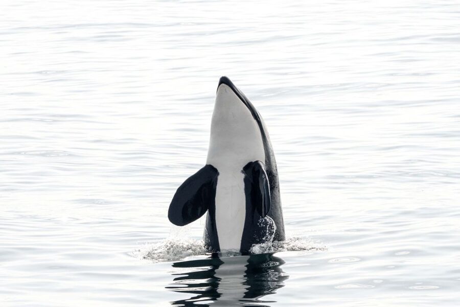 Bleik: Whale Watching by Speedboat with Puffins and Muffins - From Bleik Marina to the open sea