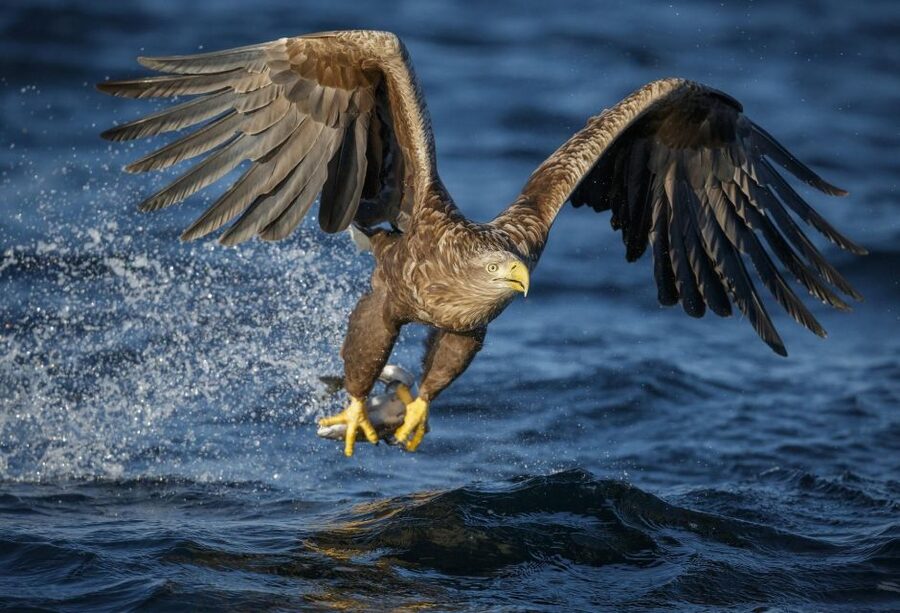 Bodø: Saltstraumen Sea Eagle Trip by RIB - Searching for eagles at the wildlife viewpoint