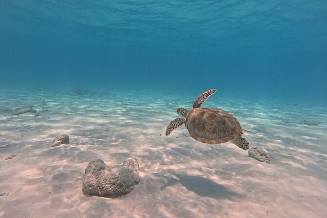 BVI Daytrip on private powerboat with snorkeling - The Indians: coral, cliffs, and an underwater arch