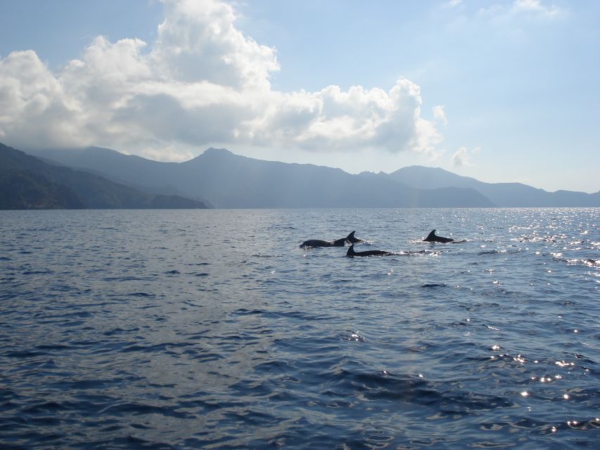 Calvi: Private Speedboat Tour to Wild Beaches with Aperitif - Key points at a glance