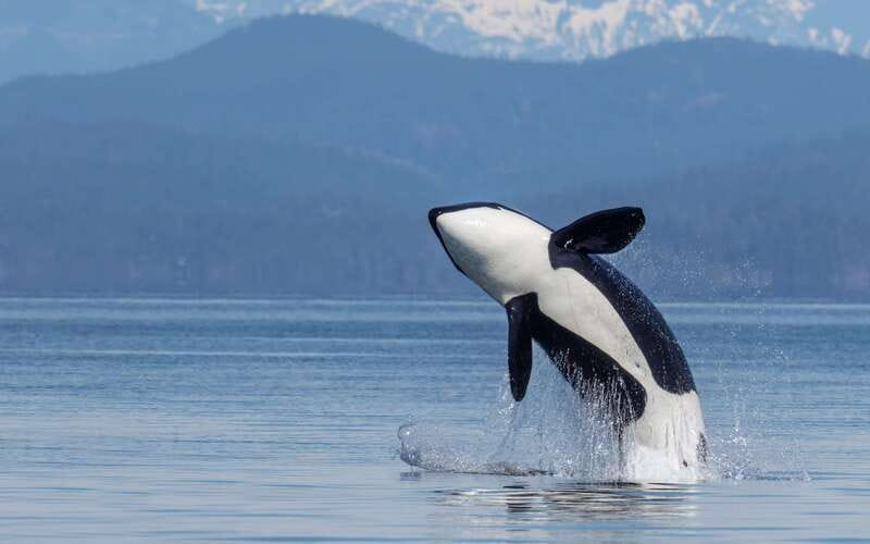 Campbell River: 4 Hour Whale & Wildlife Zodiac Boat Tour - Key points at a glance