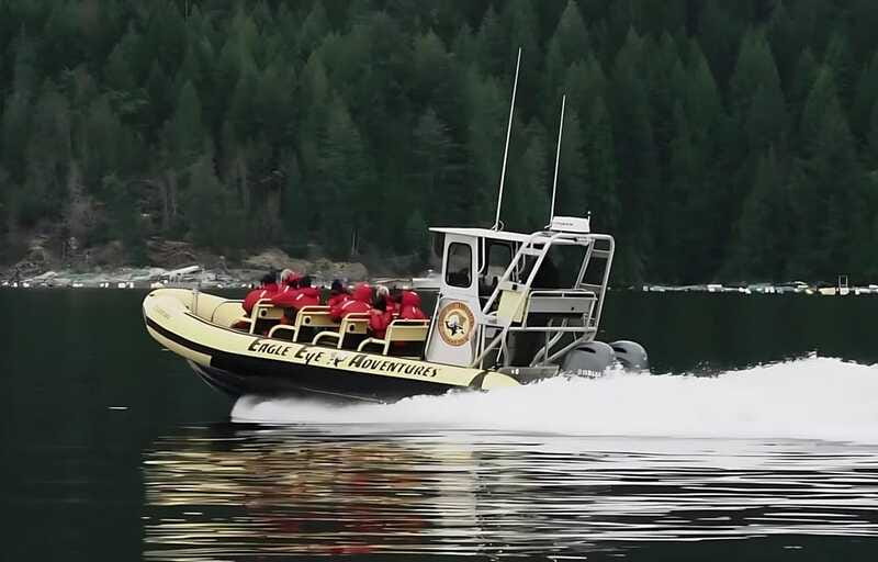 Campbell River: 4 Hour Whale & Wildlife Zodiac Boat Tour - The hydrophone makes a quiet moment special
