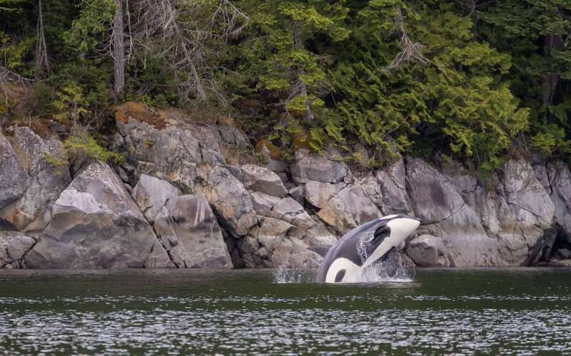 Campbell River: 4 Hour Whale & Wildlife Zodiac Boat Tour - Bears, seals, dolphins, and the smaller sightings