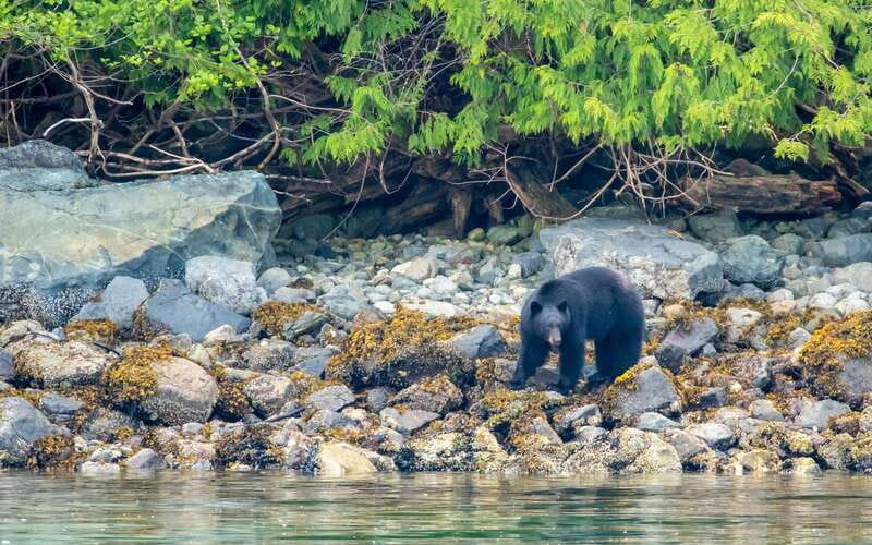 Campbell River: 4 Hour Whale & Wildlife Zodiac Boat Tour - Booking flexibility and timing