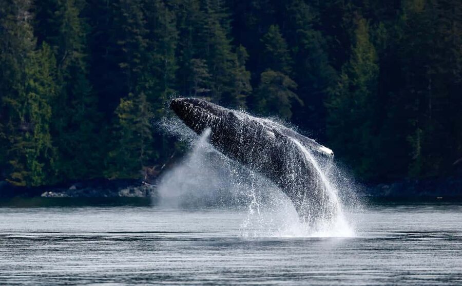 Campbell River: 4 Hour Whale & Wildlife Zodiac Boat Tour - The safety briefing and getting ready at Coast Marina