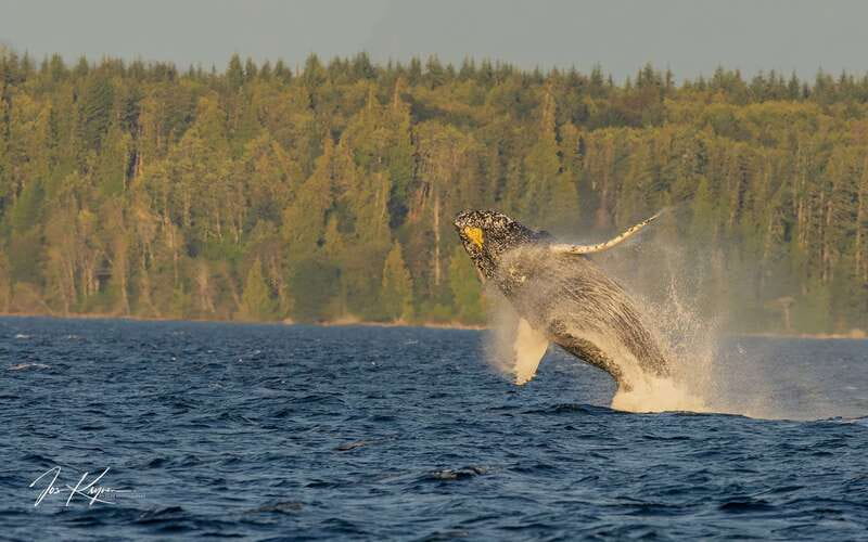 Campbell River: 6 Hour Zodiac Whale Watching Tour w/ Lunch - Searching for humpbacks, orcas, and smaller sea life