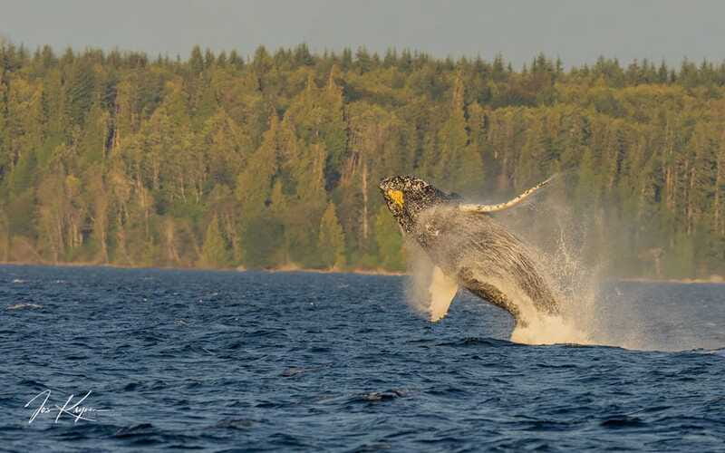 Campbell River: 6 Hour Zodiac Whale Watching Tour w/ Lunch - Hearing whales through the onboard hydrophone