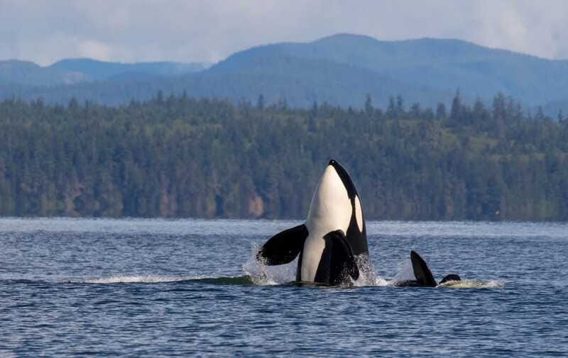 Campbell River: 6 Hour Zodiac Whale Watching Tour w/ Lunch - Is the $261 price good value?