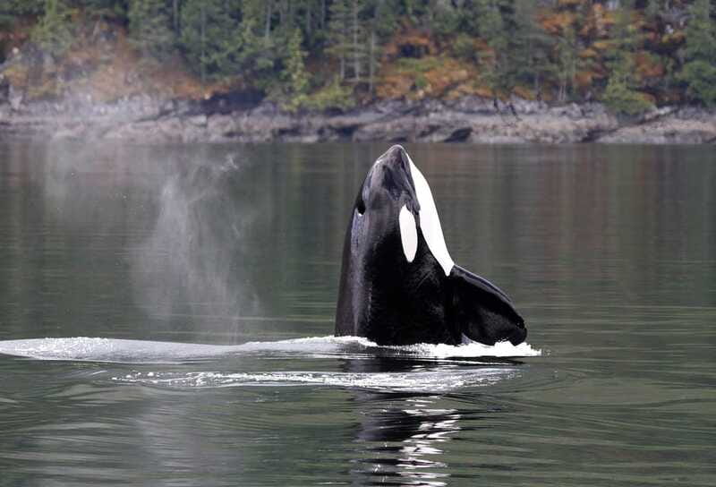 Campbell River: 6 Hour Zodiac Whale Watching Tour w/ Lunch - Booking details worth knowing