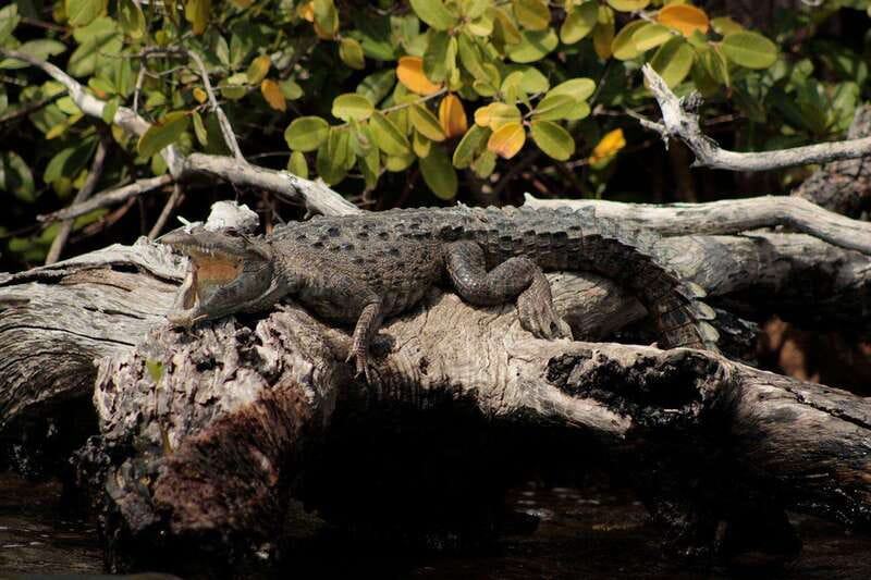 Cancun: Jungle Tour Adventure with Speedboat and Snorkeling - Who should book this Cancun tour?