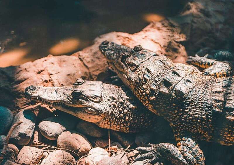 Cancun: Speedboat Adventure & Crocodile Sighting - Speeding through the mangrove channels