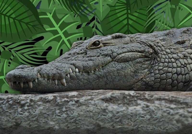 Cancun: Speedboat Adventure & Crocodile Sighting - Is two hours enough?