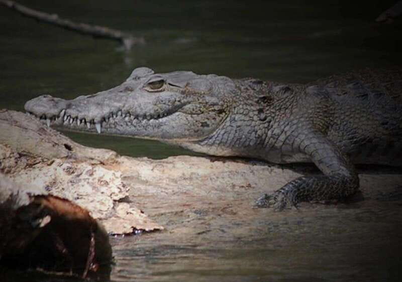 Cancun: Speedboat Adventure & Crocodile Sighting - The safety briefing comes first