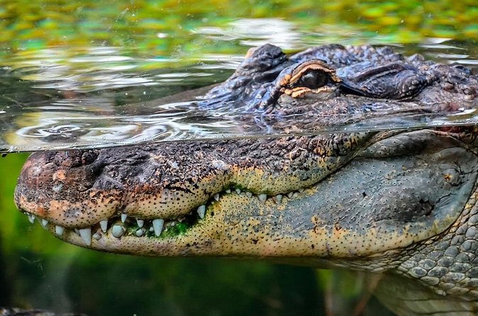 Cancun Speedboat with Crocodile Watching Jungle Tours Adventure - Practical costs, weather, and cancellation