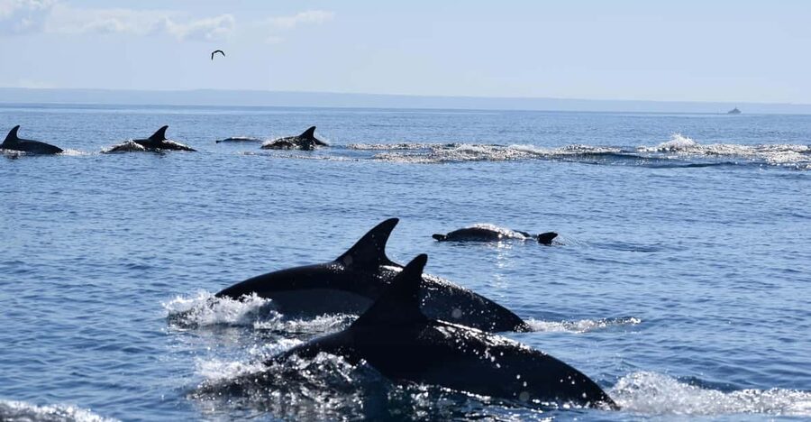 Cascais: Dolphin Watching Speedboat Tour - Quick facts before you book