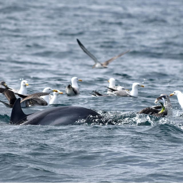 Cascais: Dolphin Watching Speedboat Tour - Why the dolphins are the main event