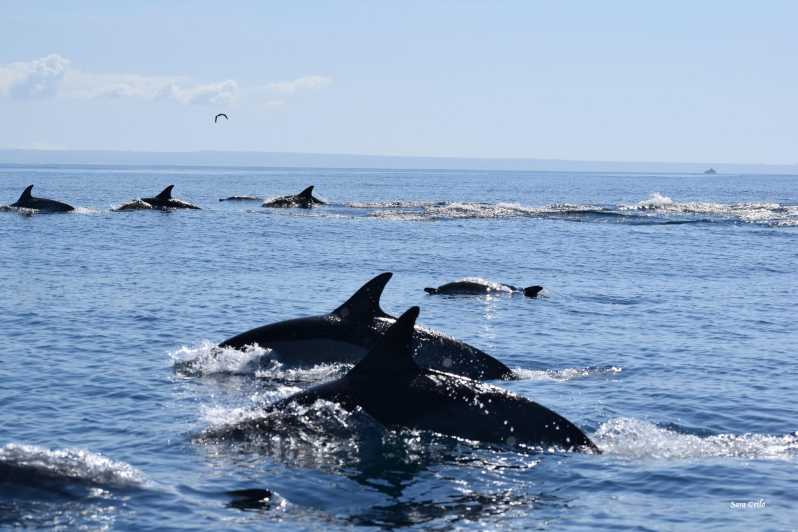 Cascais: Dolphin Watching Speedboat Tour - The wildlife search and the secret stop