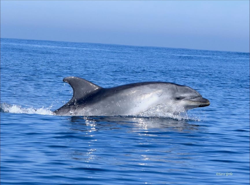 Cascais: Dolphin Watching Speedboat Tour - What the guides add to the trip