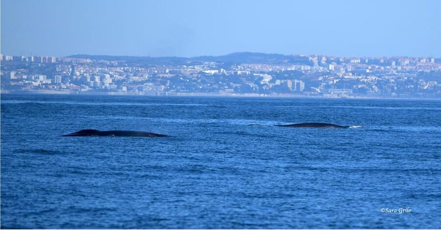 Cascais: Dolphin Watching Speedboat Tour - How much value do you get for $76?